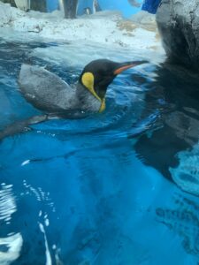 キングペンギン　鴨川シーワールド