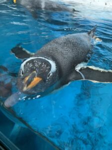 ジェンツーペンギン　鴨川シーワールド